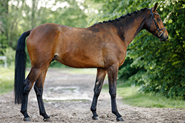 Da Vinci, Trakehnerzucht Meier