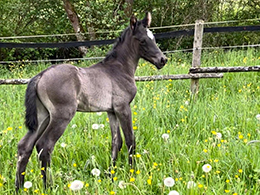 Hengstchen auf der Wiese, Trakehnerzucht Meier