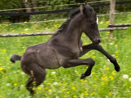 Hengstchen, Trakehnerzucht Meier