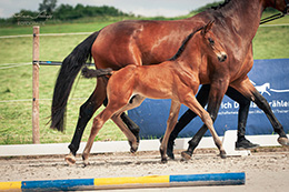 Prämienfohlen DaVinci mit Mutter, Copyright Bettina Schraps Fotografie